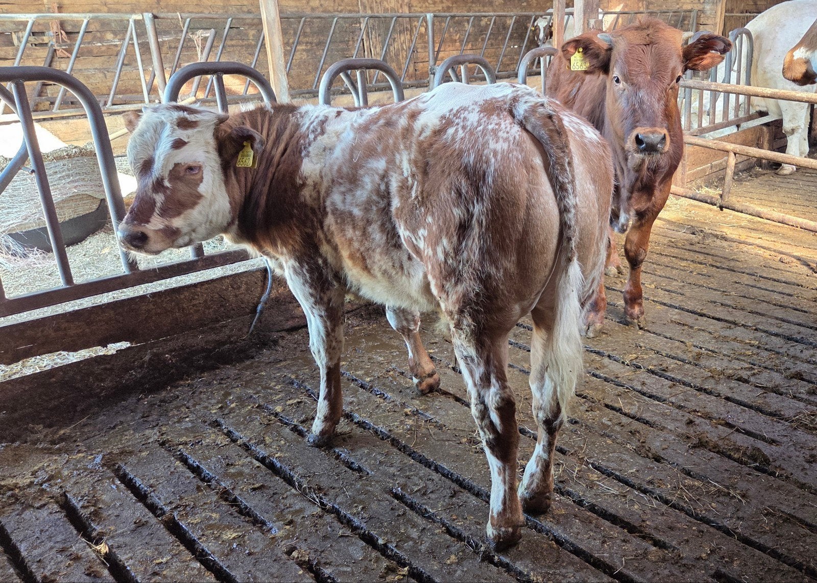 Dikbil stiertjes, Dieren en Toebehoren, Runderen, Mannelijk