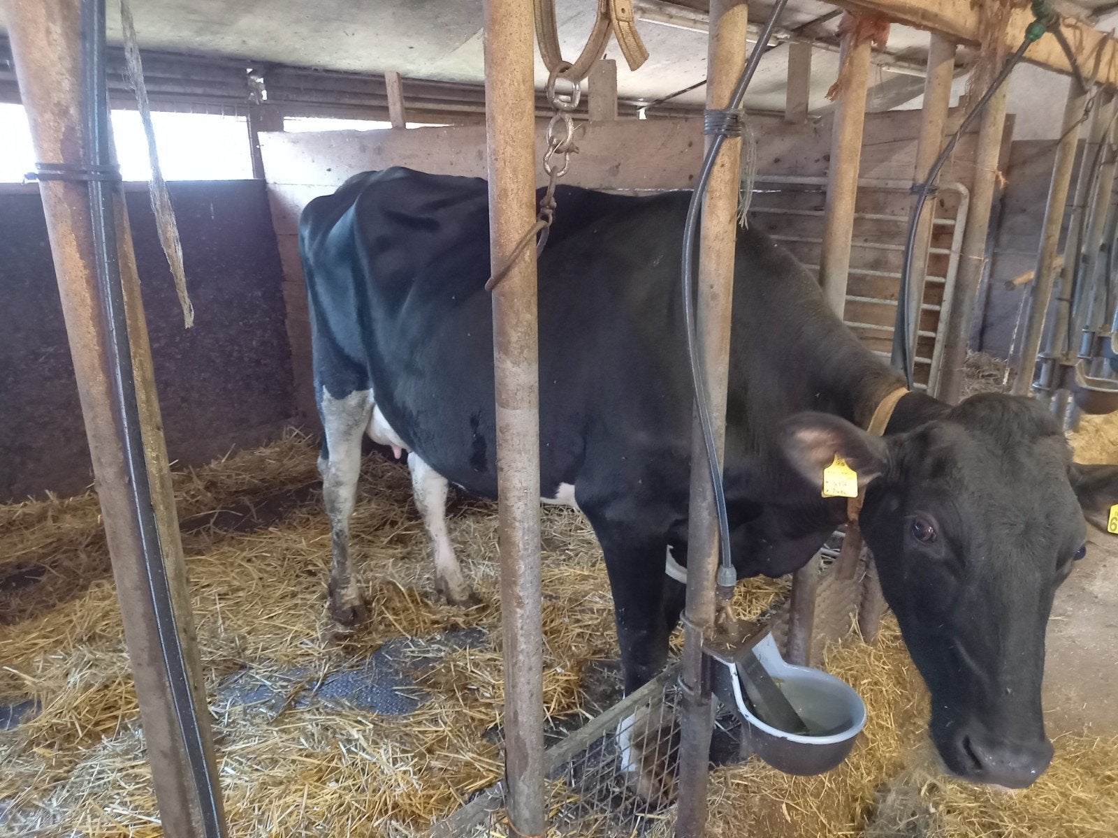 Tk koe stamboek koe, Dieren en Toebehoren, Runderen, Vrouwelijk