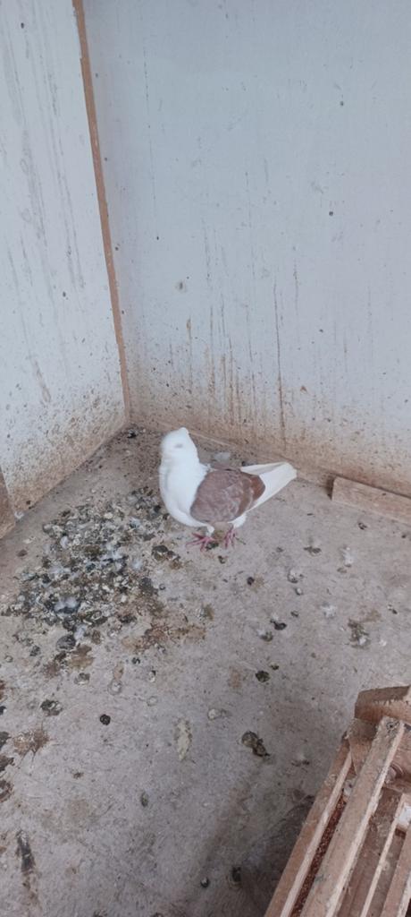 Doffer Rood Kras, Dieren en Toebehoren, Mannelijk, Overige soorten