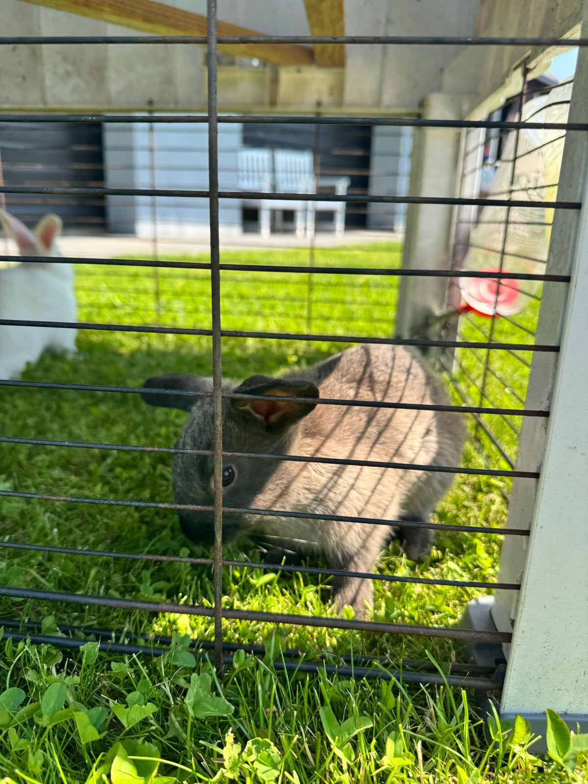 Kleine konijnen, Dieren en Toebehoren, Konijnen, Meerdere dieren