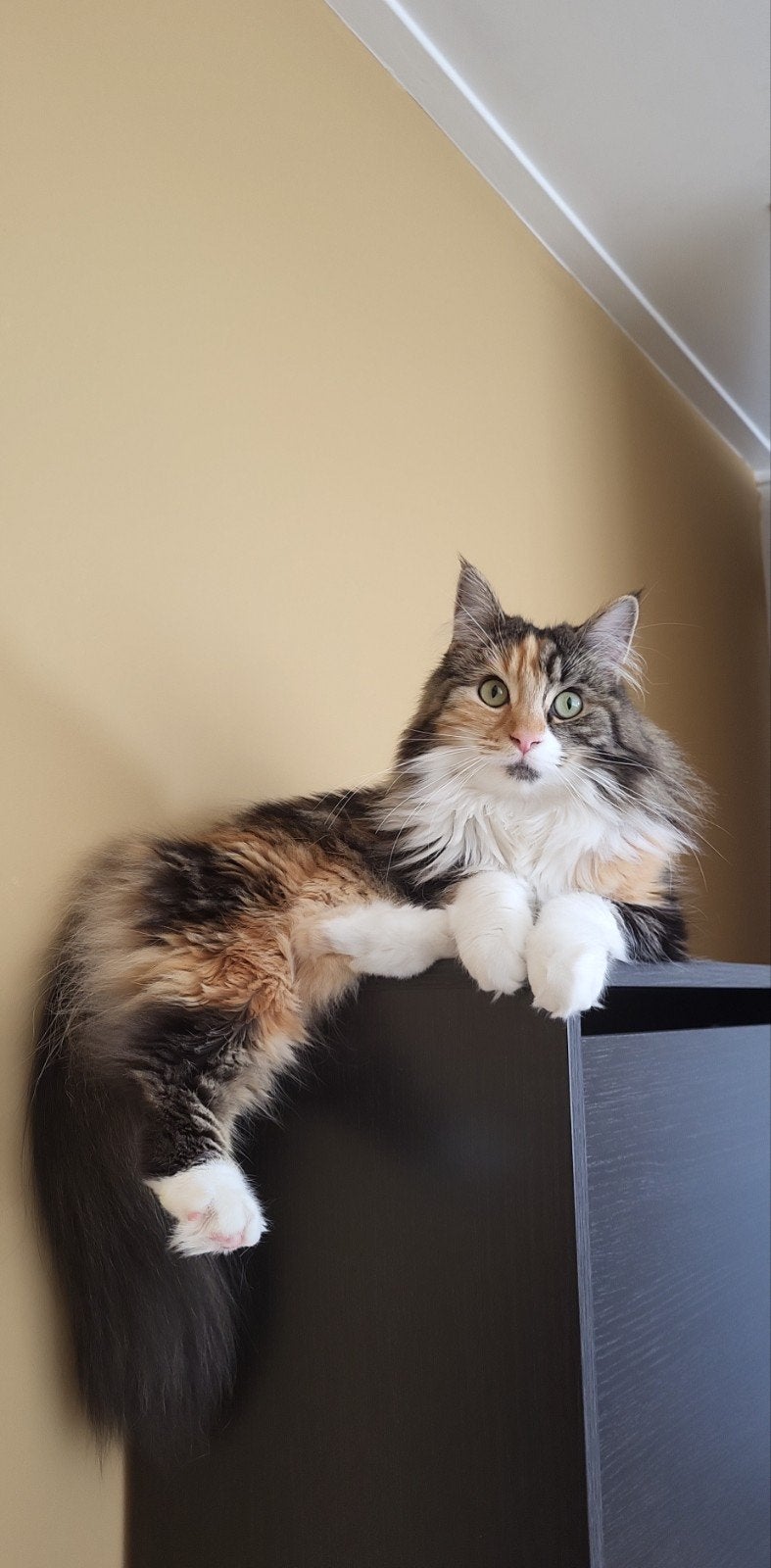 Poes vermist!!, Dieren en Toebehoren, Poes
