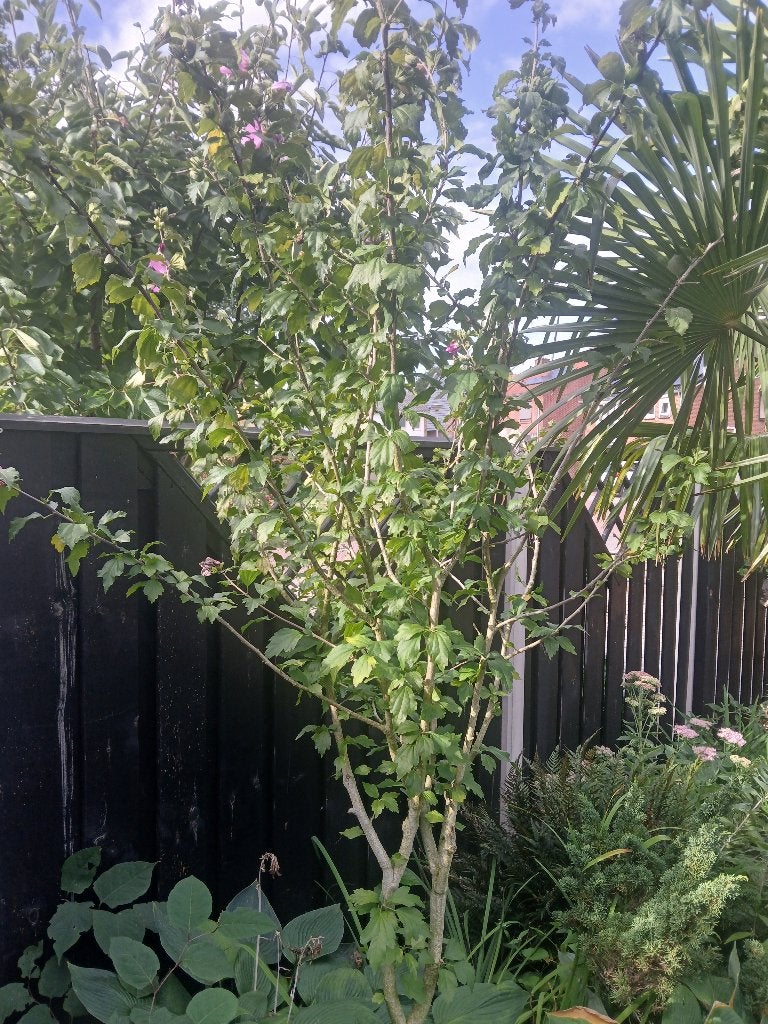 Planten, Volle zon, Vaste plant, Zomer, Ophalen