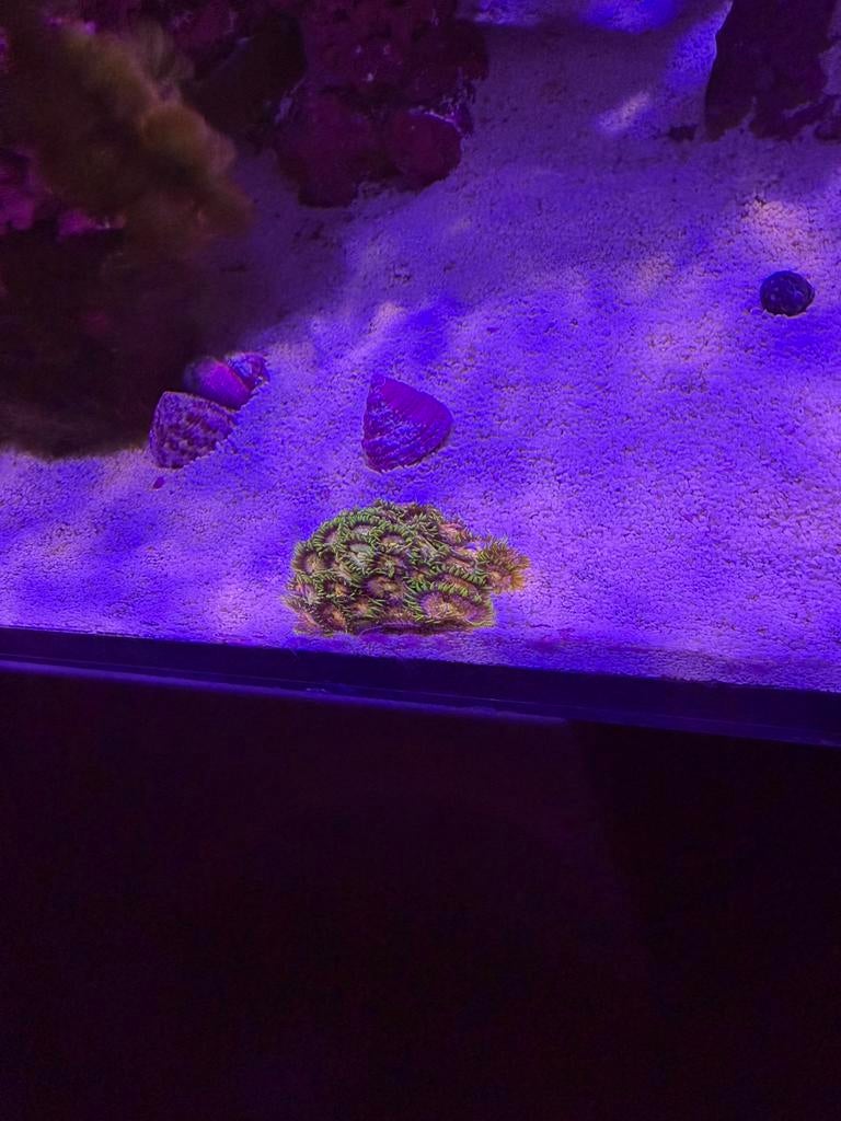 Zoanthus - +- 30 koppen, Dieren en Toebehoren, Vissen | Aquariumvissen, Vis, Zoutwatervis