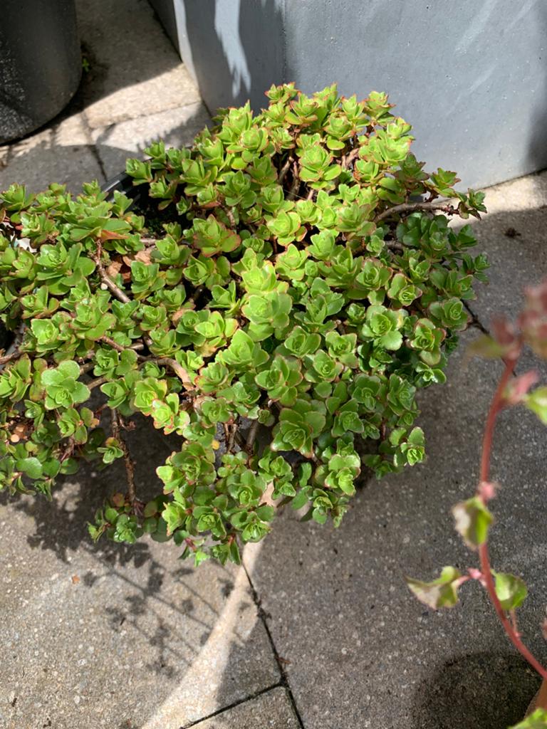 Vaste tuinplant met pot €4, Tuin en Terras, Planten | Struiken en Hagen, Ophalen, Overige soorten, Minder dan 100 cm