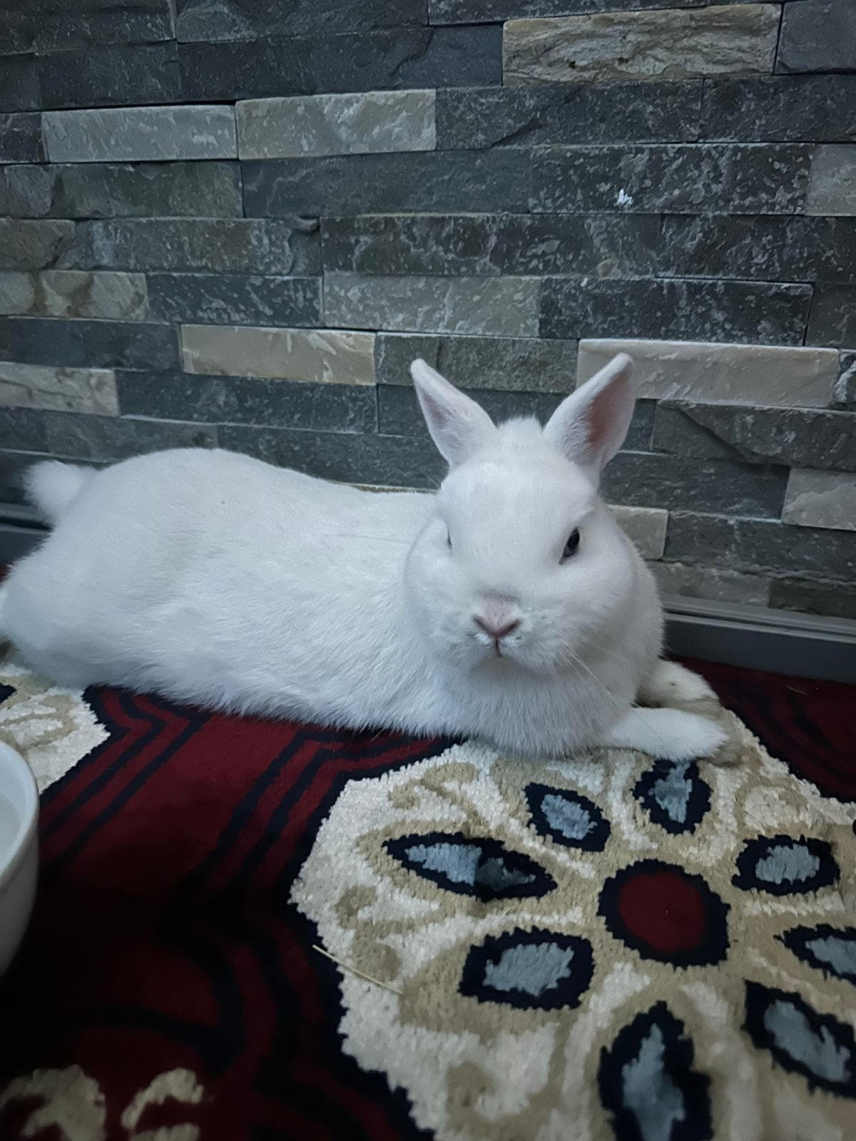 Konijn, Dieren en Toebehoren, Konijnen, Meerdere dieren, Dwerg
