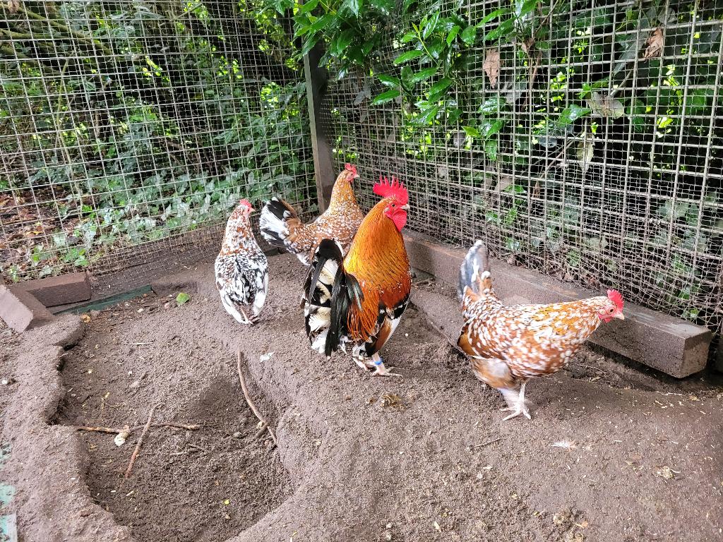 Doornikse kriel broedeieren, Dieren en Toebehoren, Pluimvee, Geslacht onbekend, Kip