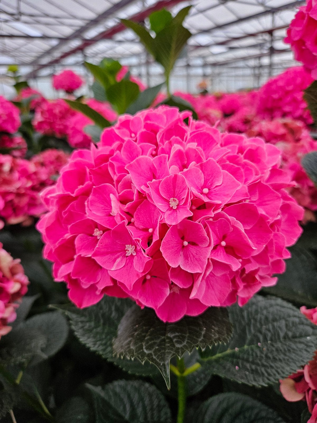 Hortensia, boerenhortensia, roze, Vaste plant, Halfschaduw, Zomer, Ophalen