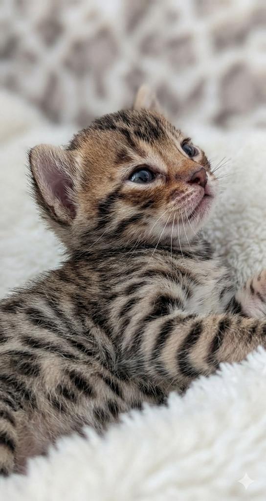 Prachtige Bengaal kittens! UPDATE ->, Dieren en Toebehoren, Katten en Kittens | Raskatten | Korthaar, Meerdere dieren, Gechipt