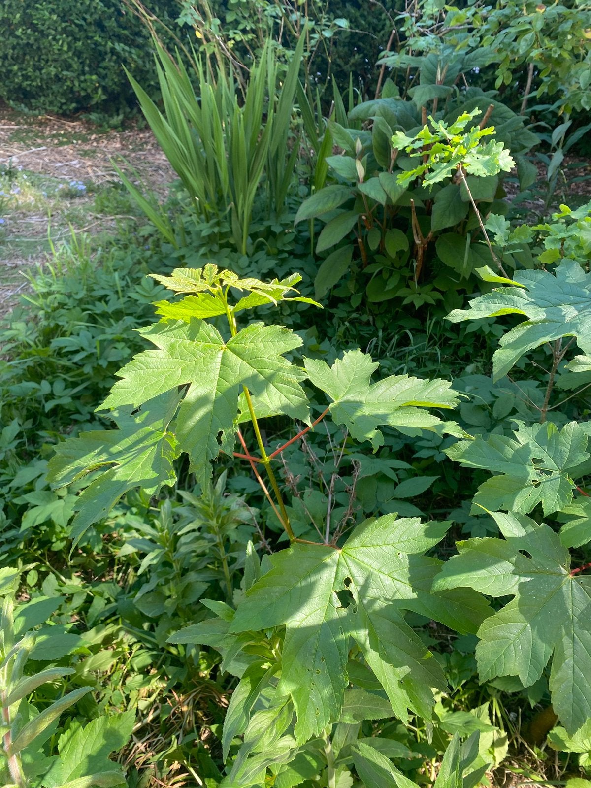 GRATIS jonge esdoorns en 1 eik, Tuin en Terras, Planten | Bomen, Ophalen