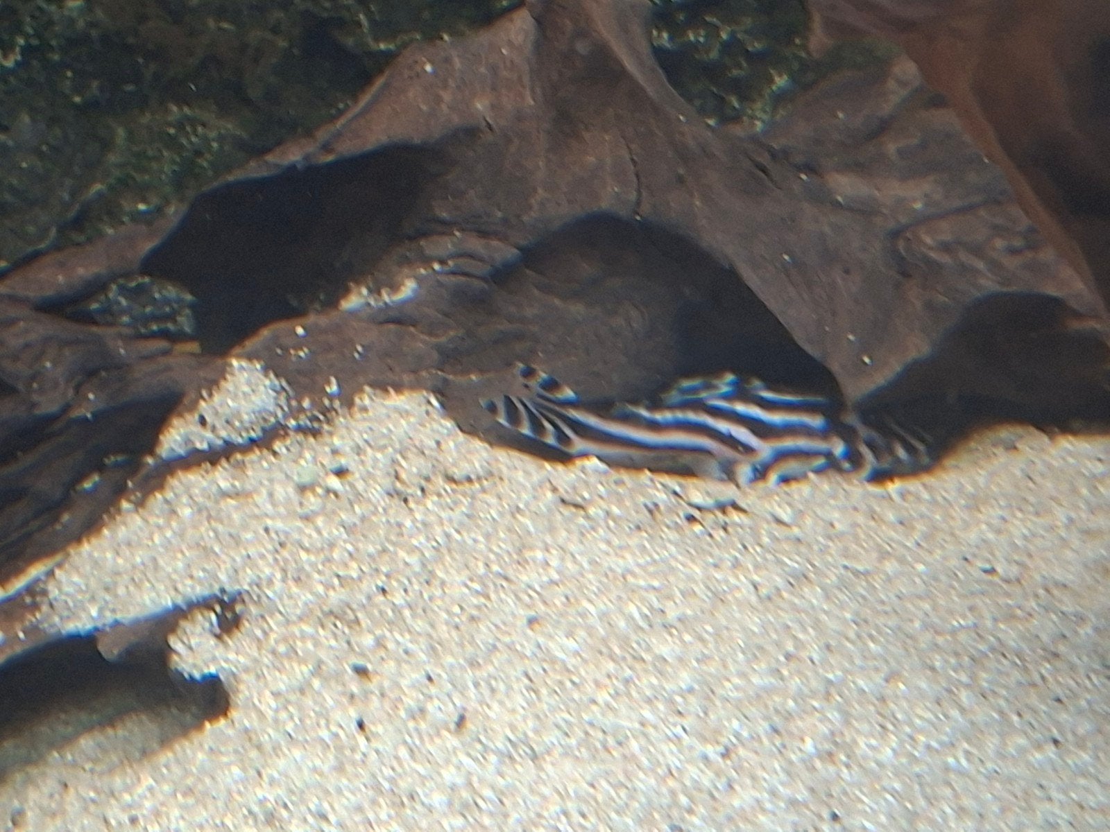 Pleco l46 zebra, Dieren en Toebehoren, Ophalen