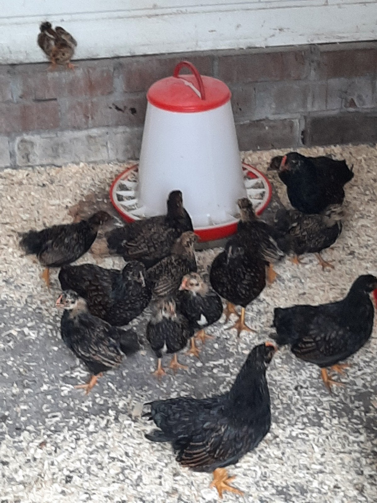 Barnevelder krielkippen, Meerdere dieren, Kip
