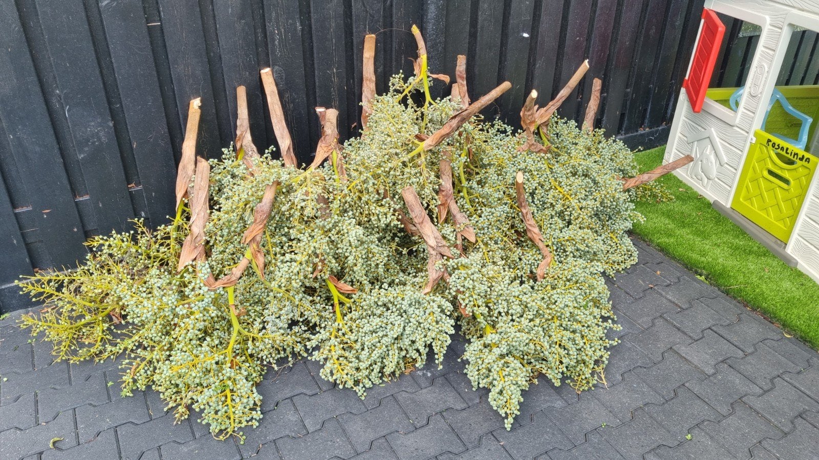 Prachtige zeer grote dadels uit palmbomen, Ophalen, Overige soorten, Volle zon