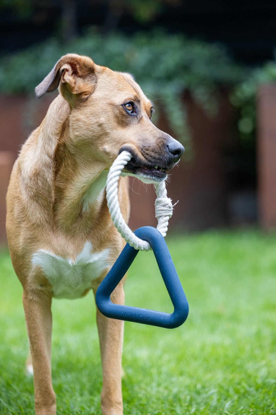 NIEUW - Diverse hondenspeeltjes en -accessoires, Dieren en Toebehoren, Honden-accessoires, Ophalen of Verzenden, Nieuw