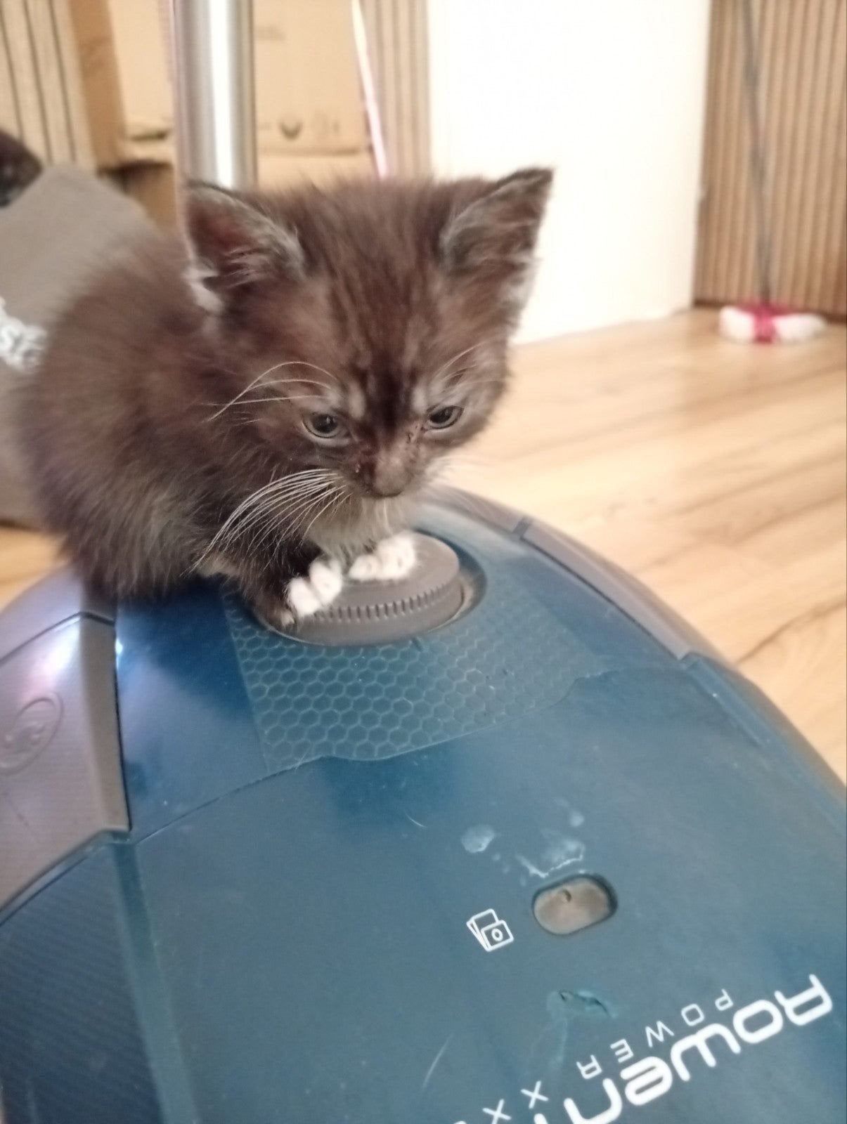 2 kittens x Perzische langhaar, Dieren en Toebehoren, Kater, Ontwormd, 0 tot 2 jaar