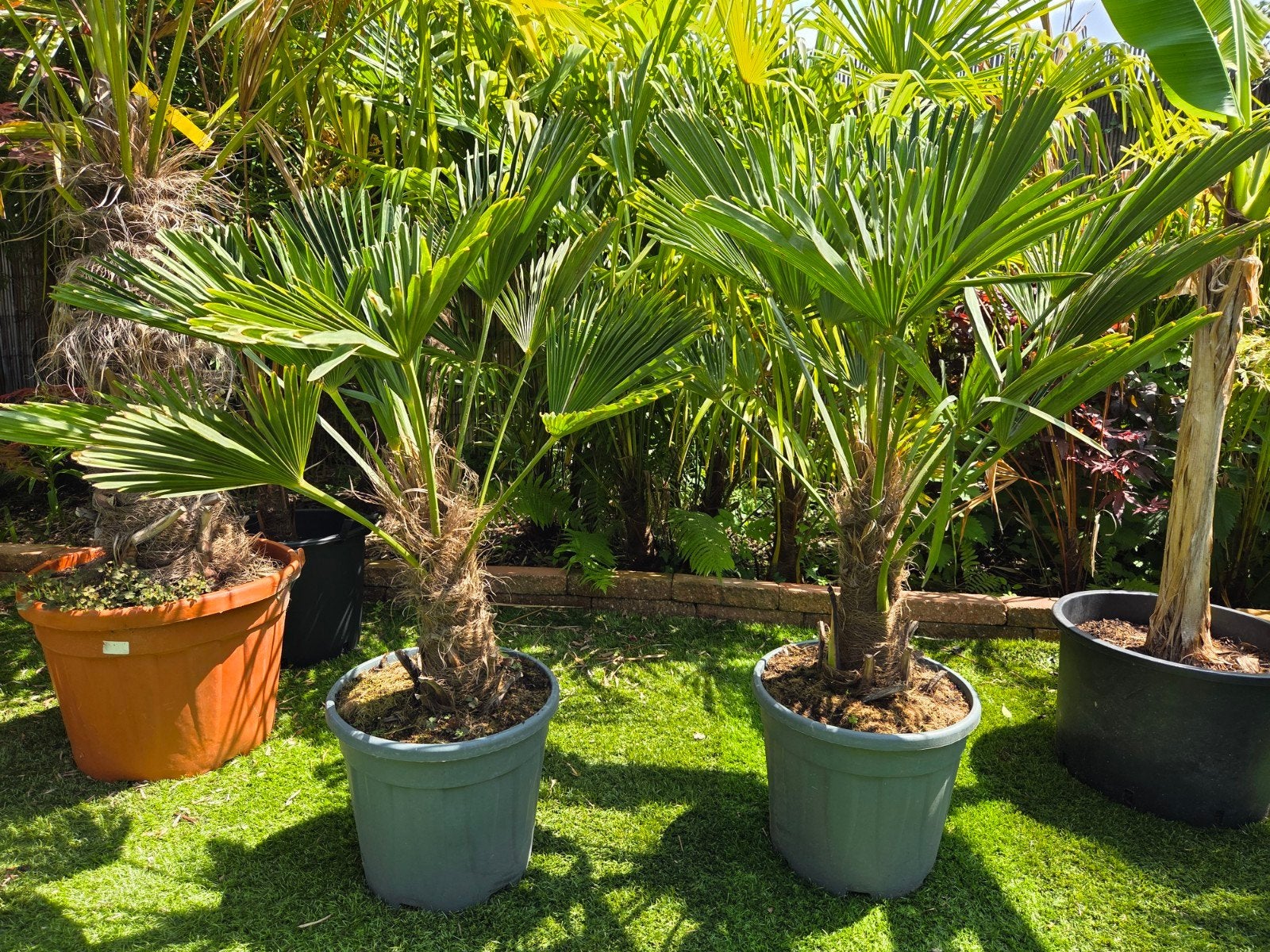Palmboom trachycarpus wagnerianus stamhoogte 30/40cm, Tuin en Terras, Planten | Tuinplanten, Ophalen, Overige soorten, Volle zon