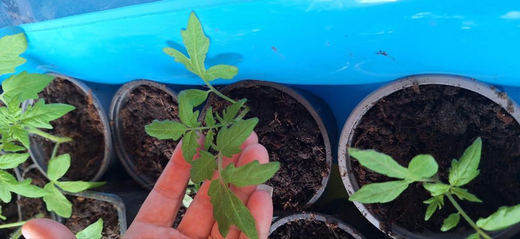 Tomaten planten/stekkies in.p9 bakje, Ophalen of Verzenden, Eenjarig, Groenteplanten, Volle zon