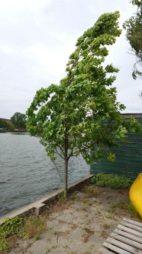 Jonge Eikenboom - Ideaal voor tuin of landschap, Tuin en Terras, Ophalen, Overige soorten, 250 tot 400 cm