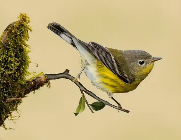 Boom/Muurdecoratie vogeltje Groenling metaal, Tuin en Terras, Tuinwanddecoratie, Ophalen of Verzenden, Nieuw