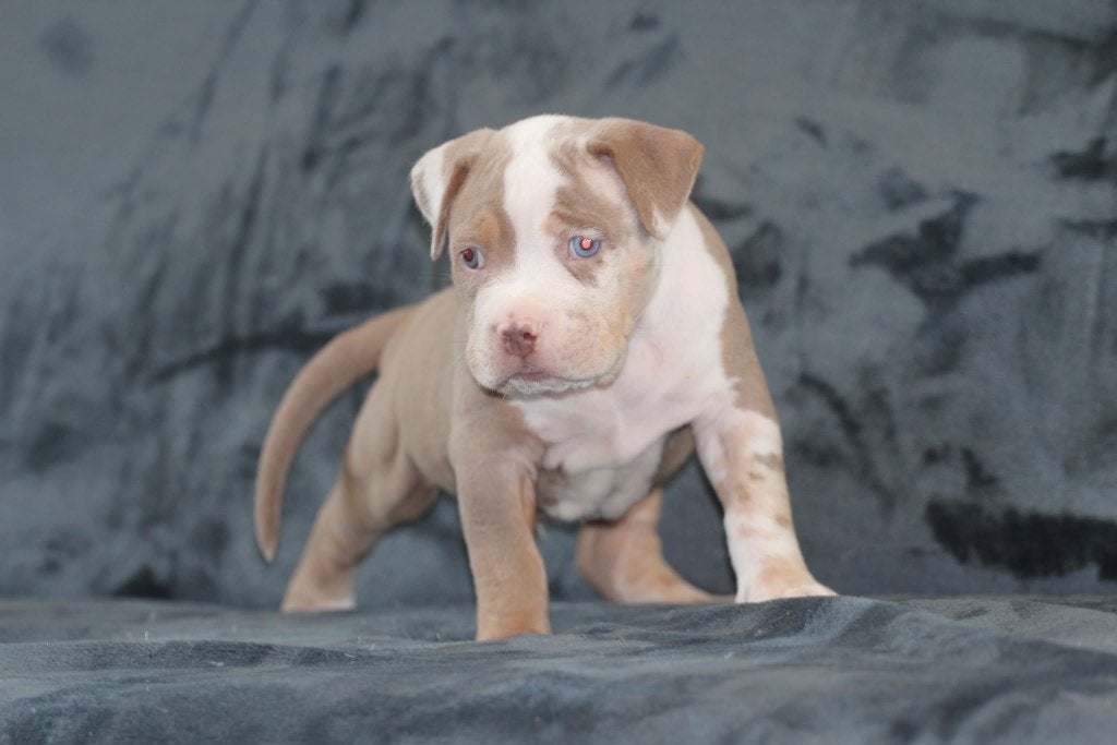 Xl bully pups, Dieren en Toebehoren, Overige rassen, CDV (hondenziekte), 8 tot 15 weken, Meerdere