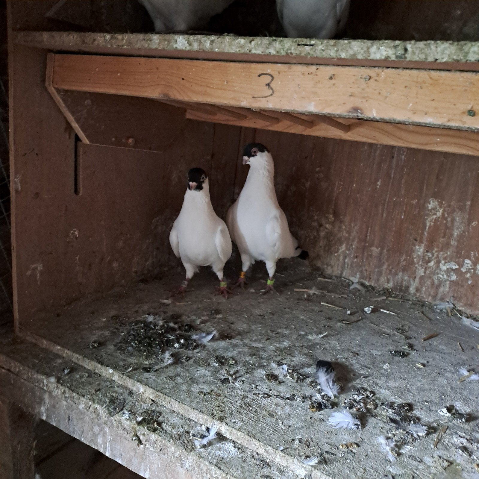 helmduif, Dieren en Toebehoren, Meerdere dieren, Tuimelaar of Roller