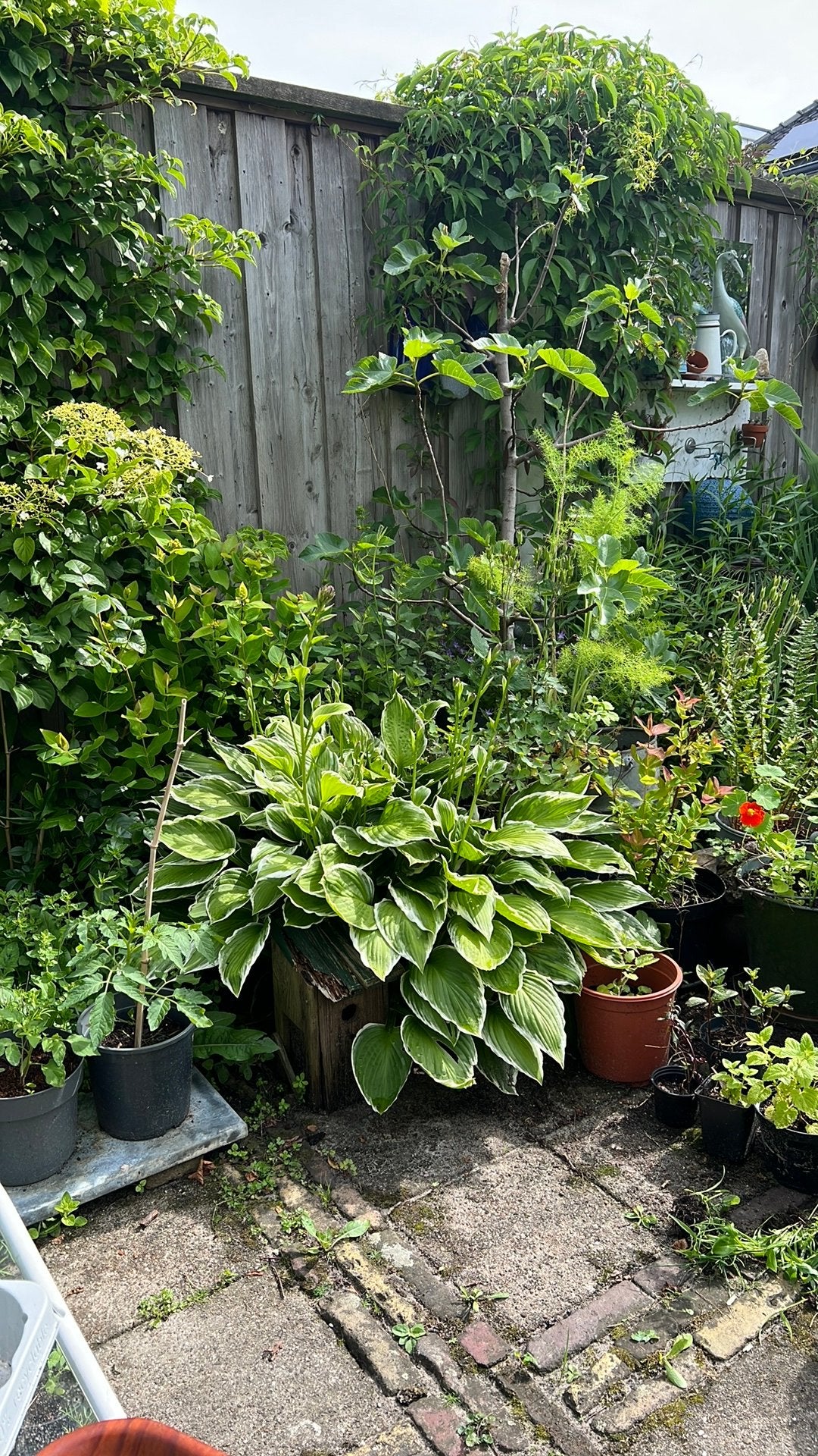 Hosta en kruiden gratis ophalen, Ophalen of Verzenden, Volle zon, Overige soorten, Minder dan 100 cm