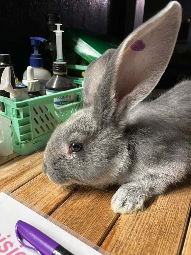 Duitse reuzen verschillende kleuren, Meerdere dieren, Groot, 0 tot 2 jaar