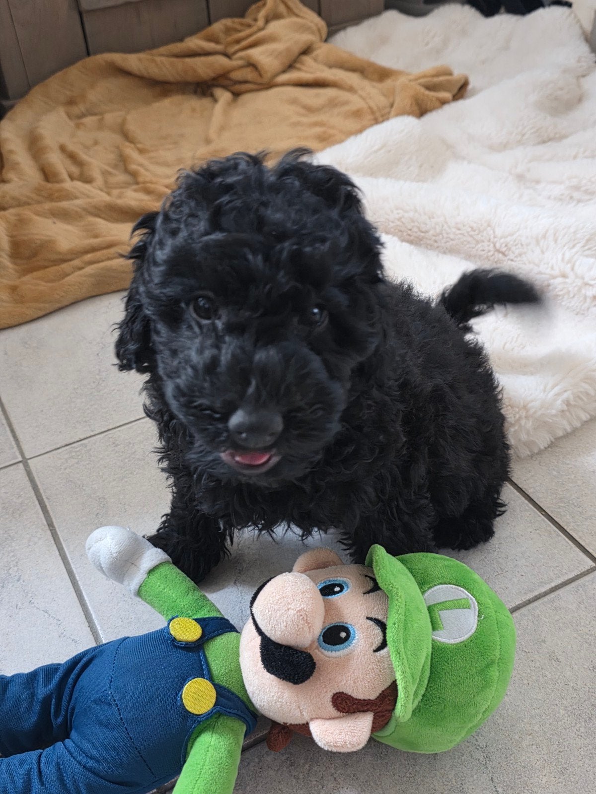 nog 1 super lief maltipoo teefje, Overige rassen, 8 tot 15 weken, Teef, Eén hond