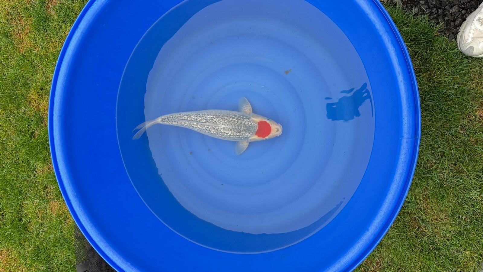 Tancho Goshiki Hiroi Japanse koi karper, Karper of Koi
