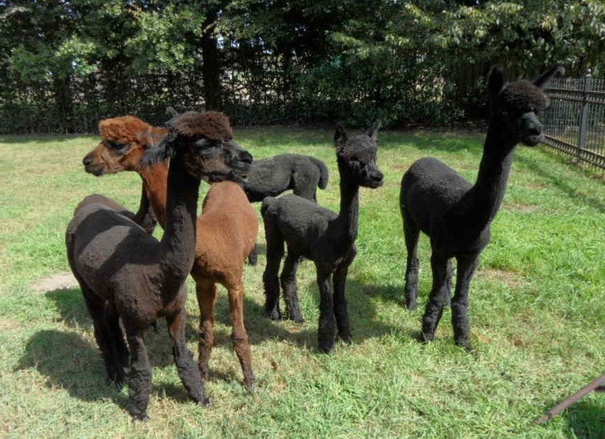 Alpaca hengsten, Juni, Mannelijk