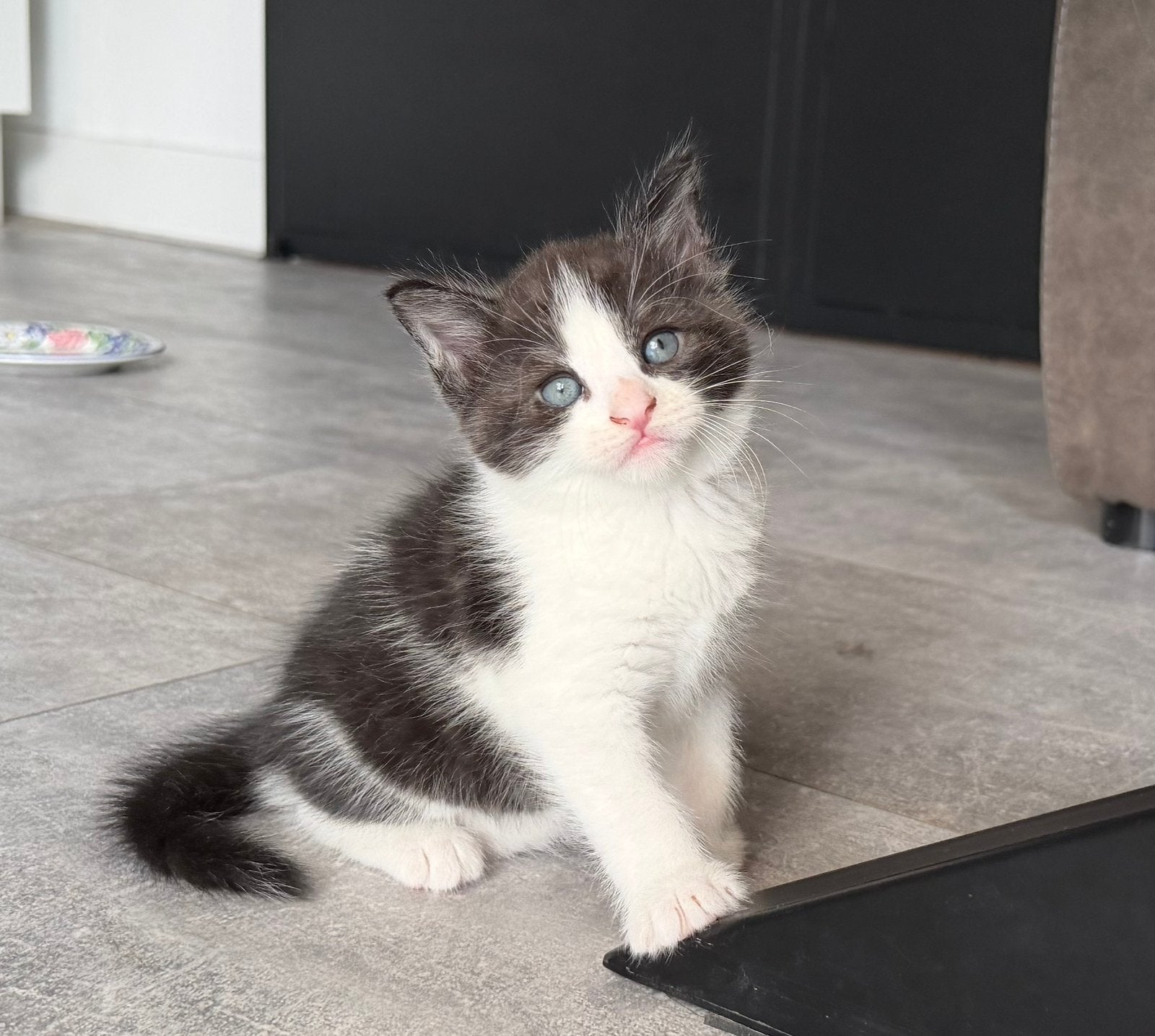 Maine Coon kruising kittens (ook halflanghaar), Meerdere dieren, Ontwormd, 0 tot 2 jaar
