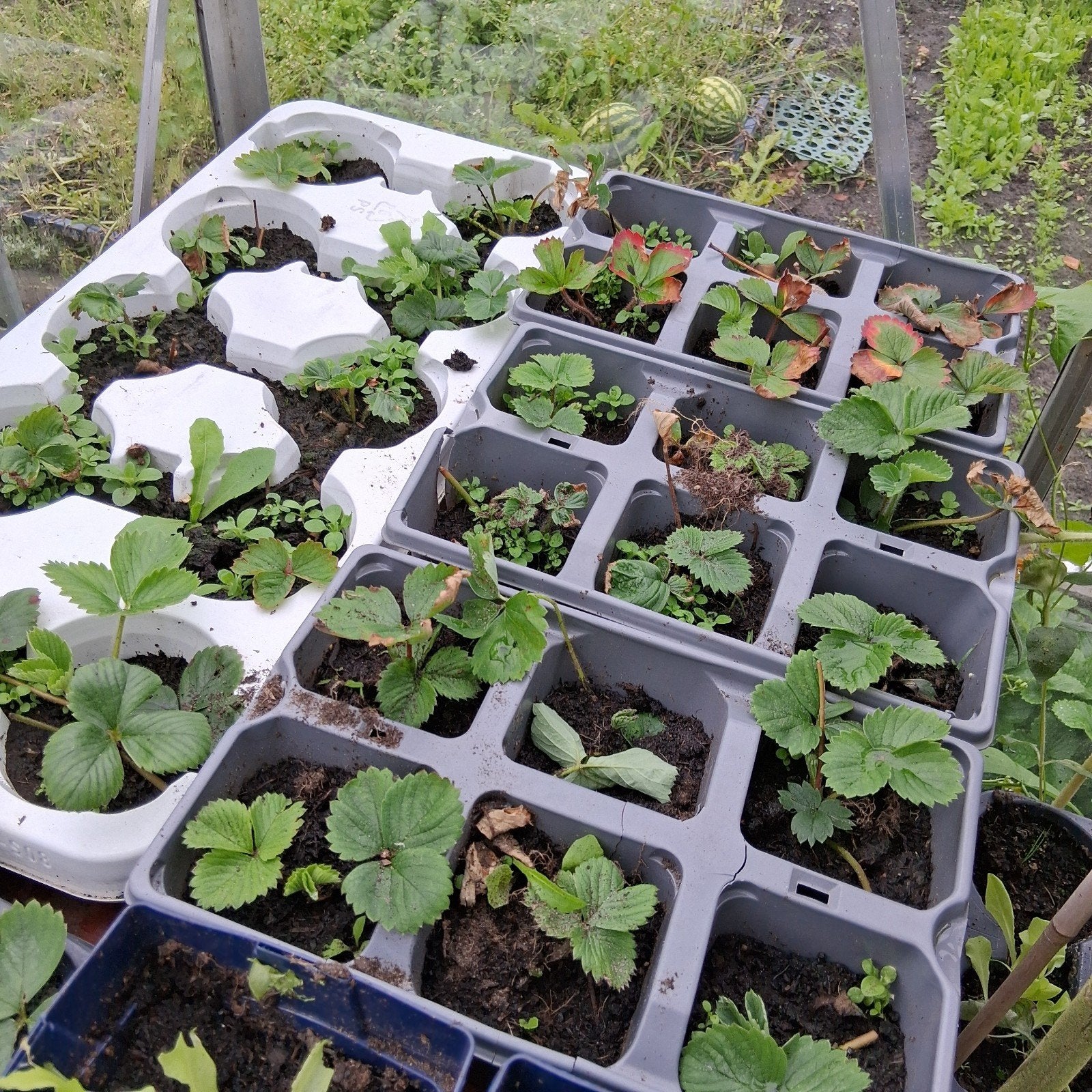 aardbei stekken, Ophalen of Verzenden, Eenjarig, Overige soorten, Volle zon