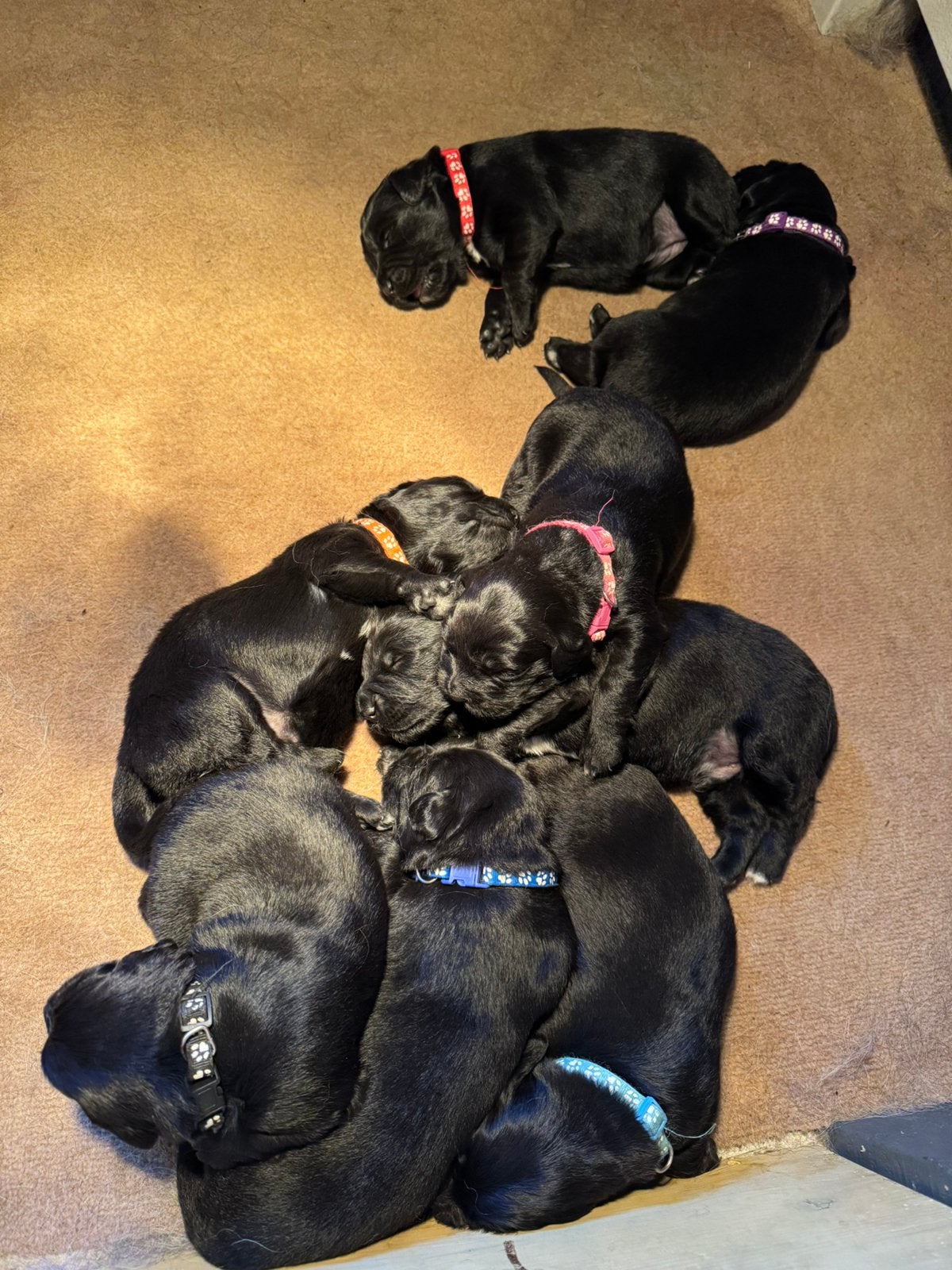 Golden Retriever x Friese Stabij kruising pups, Golden retriever, 8 tot 15 weken, Meerdere, Meerdere dieren