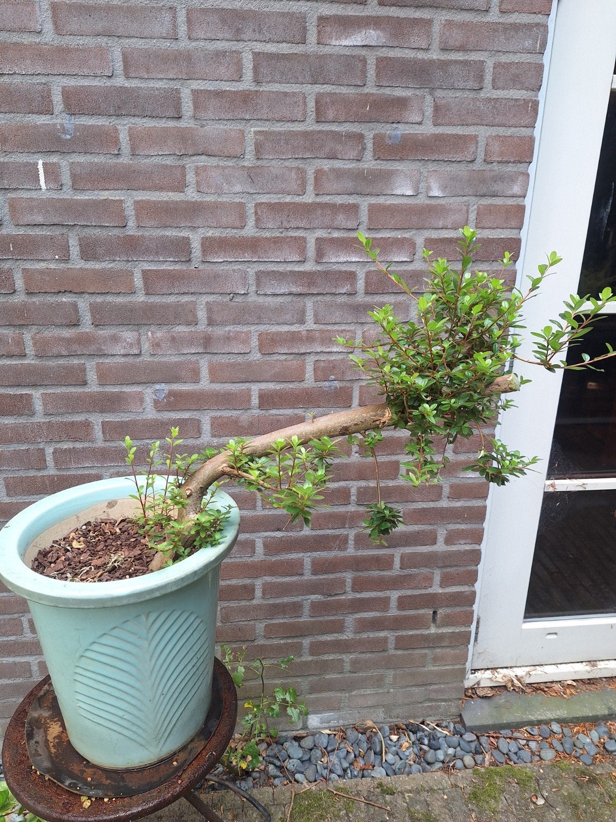 Pre-bonsai cascade-stijl Azalea, Ophalen, Halfschaduw, Overige soorten, Lente