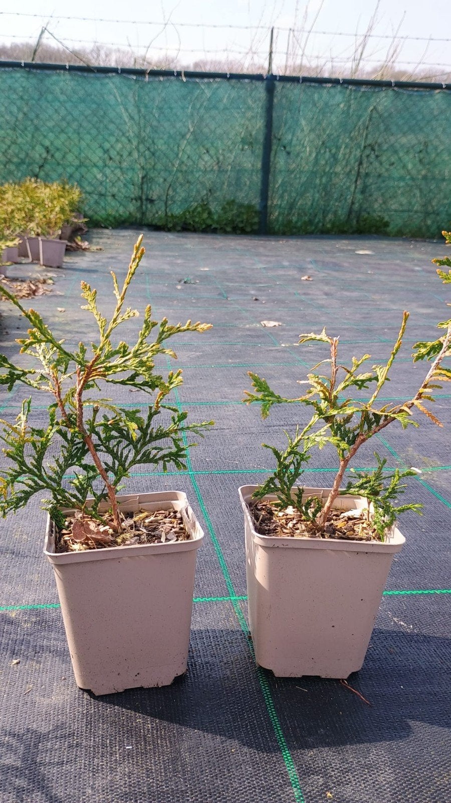 Thuja occidentalis Brabant. Thuja haagplanten, p9 plantgoed, Overige soorten, Volle zon, Vaste plant, Ophalen of Verzenden