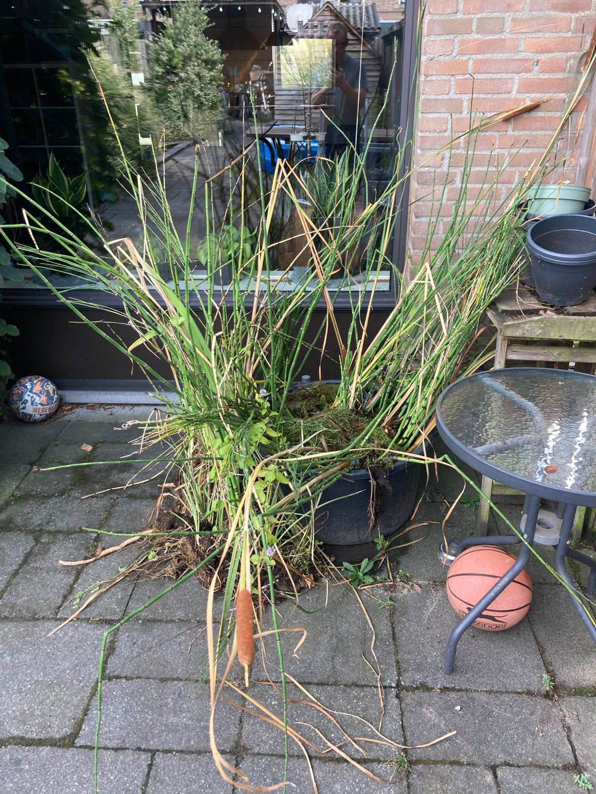 Vijverplanten, Ophalen, Vijverplanten, Volle zon