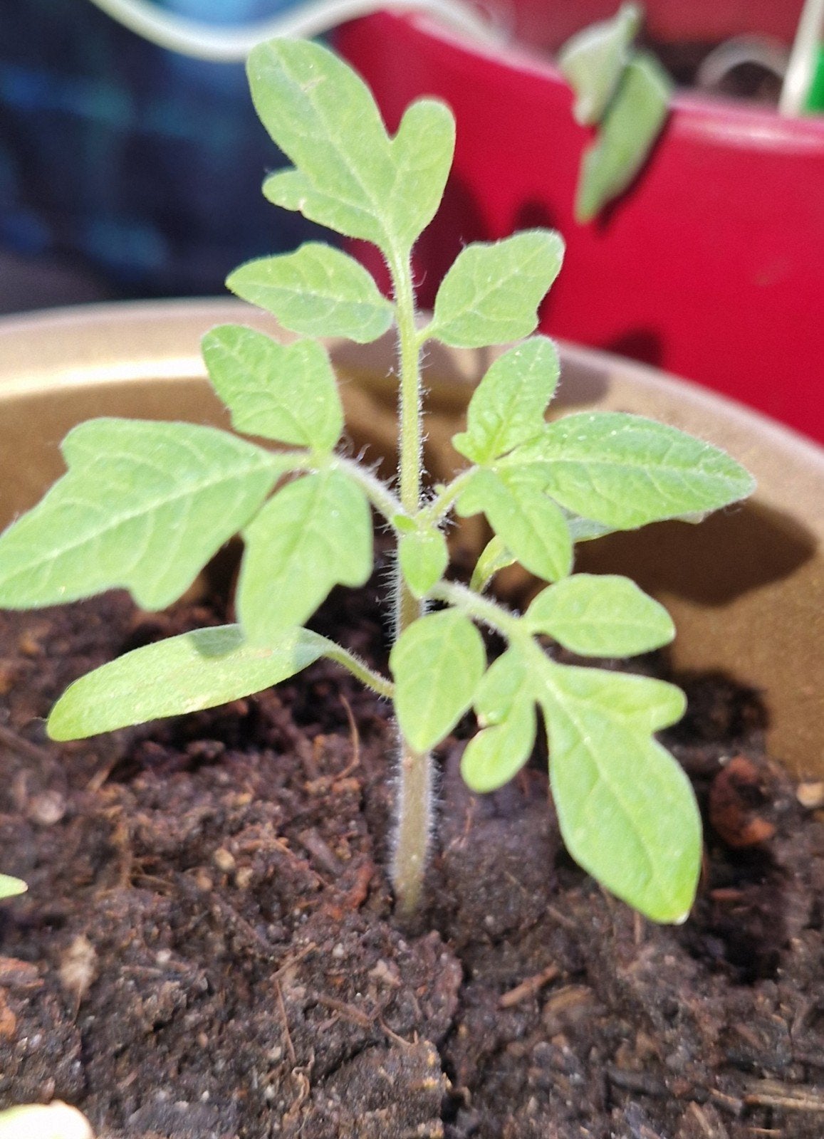 Tomatenplantje - klaar om verder te groeien, Ophalen of Verzenden, Voorjaar, Halfschaduw, Zaad