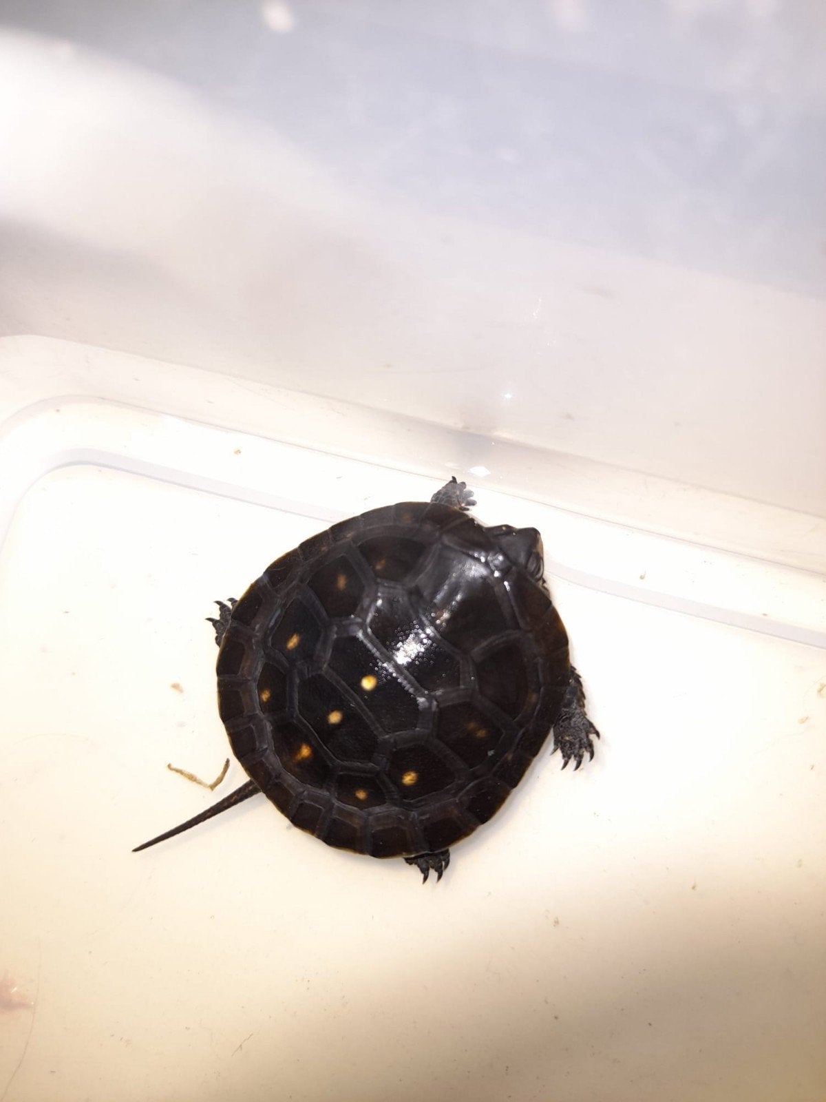 clemmys guttata cb 2026, Schildpad, 0 tot 2 jaar