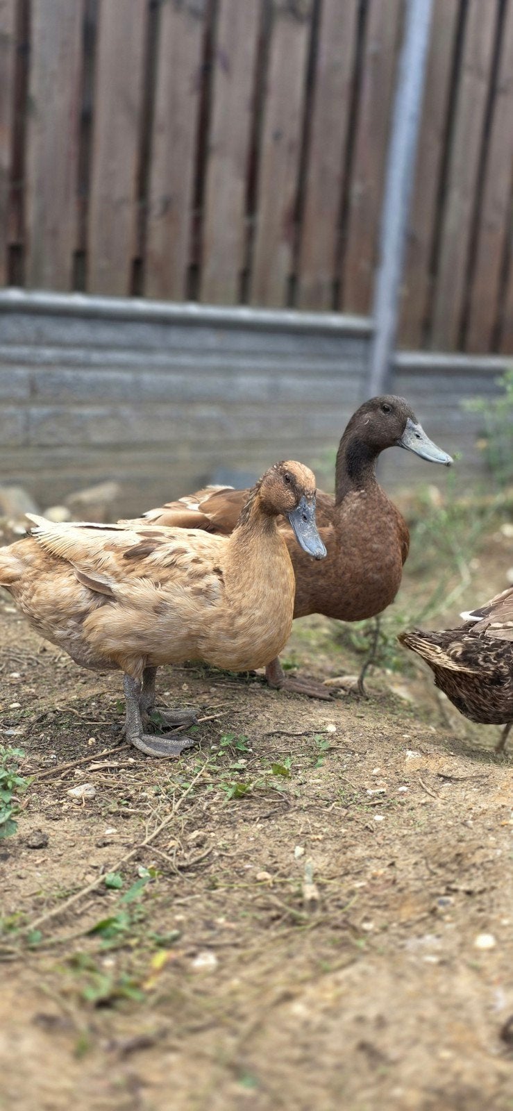 kaki cambell koppel, Dieren en Toebehoren, Pluimvee, Meerdere dieren, Eend