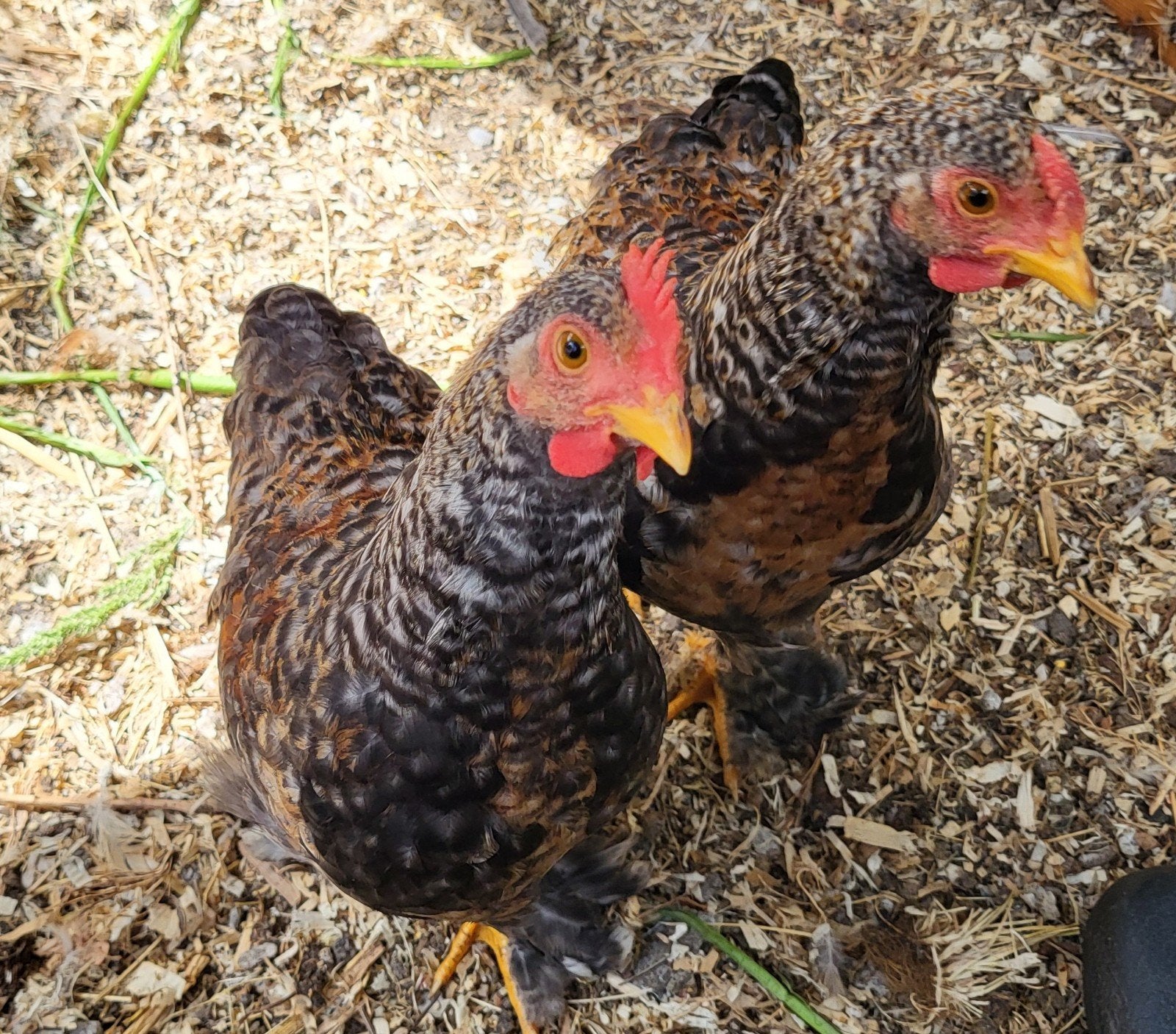 Kuikens, jonge kippen, 12 weken oud, Dieren en Toebehoren, Pluimvee, Meerdere dieren, Kip