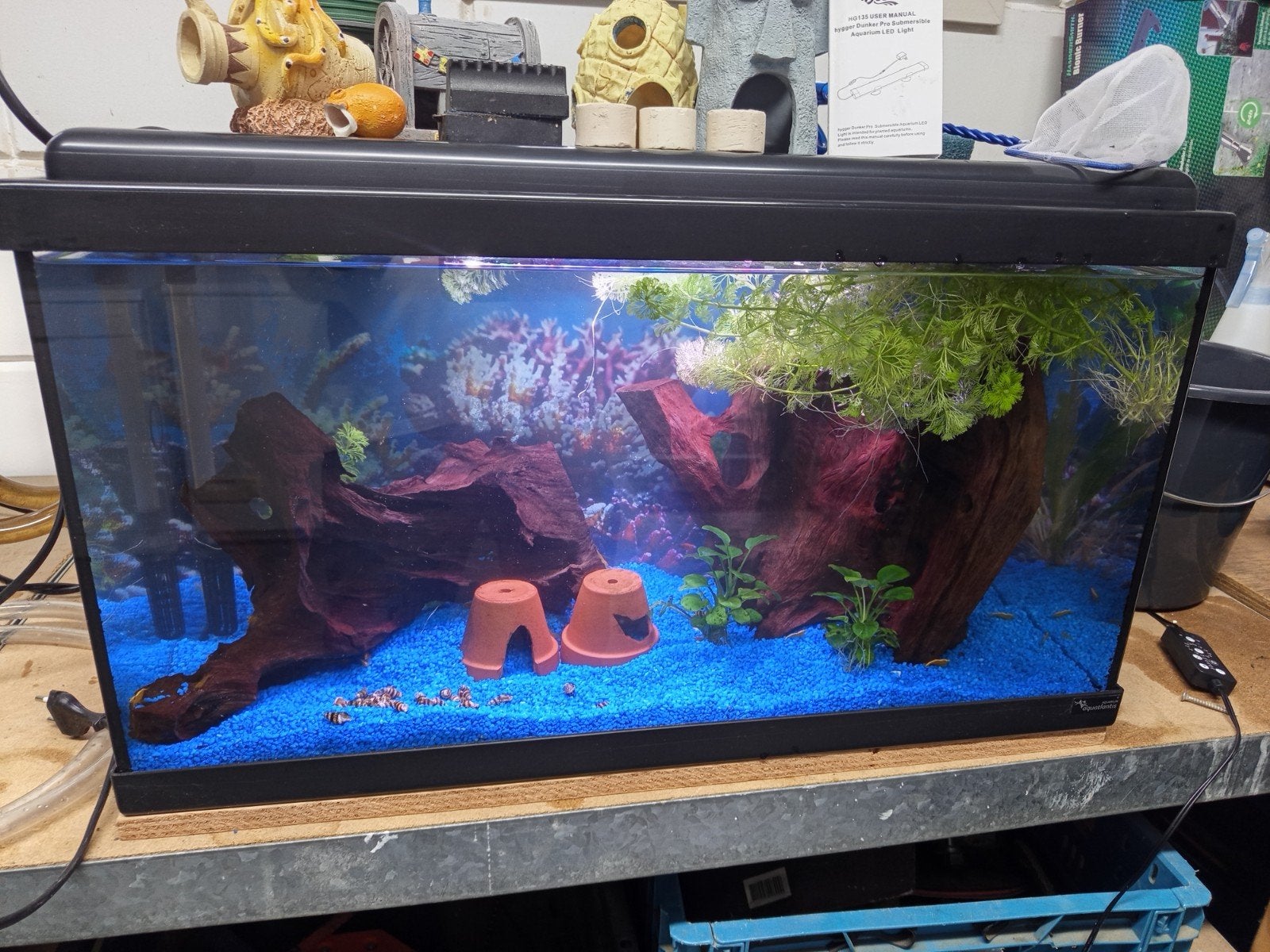 aquarium 60 x 30 x 30 met inhoud, Ophalen, Zo goed als nieuw, Gevuld zoetwateraquarium