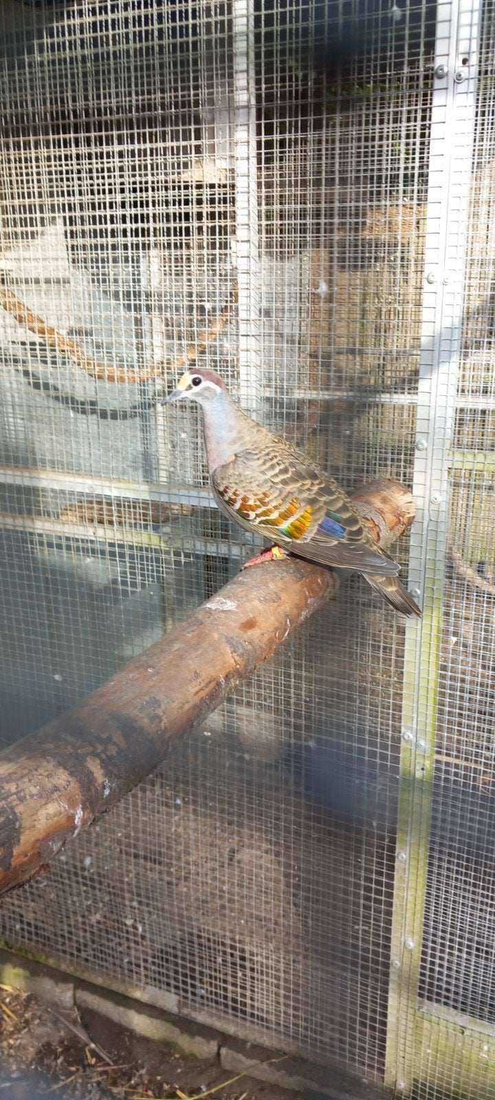 Bronsvleugel duiven, Dieren en Toebehoren, Meerdere dieren