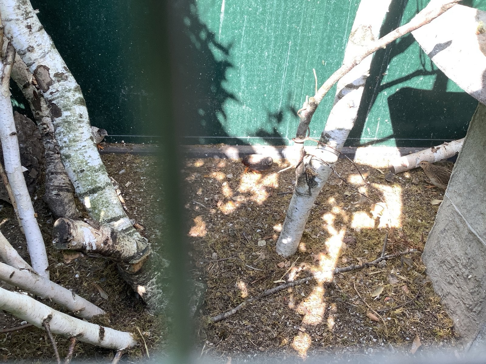 Japanse kwartel, Dieren en Toebehoren, Mannelijk