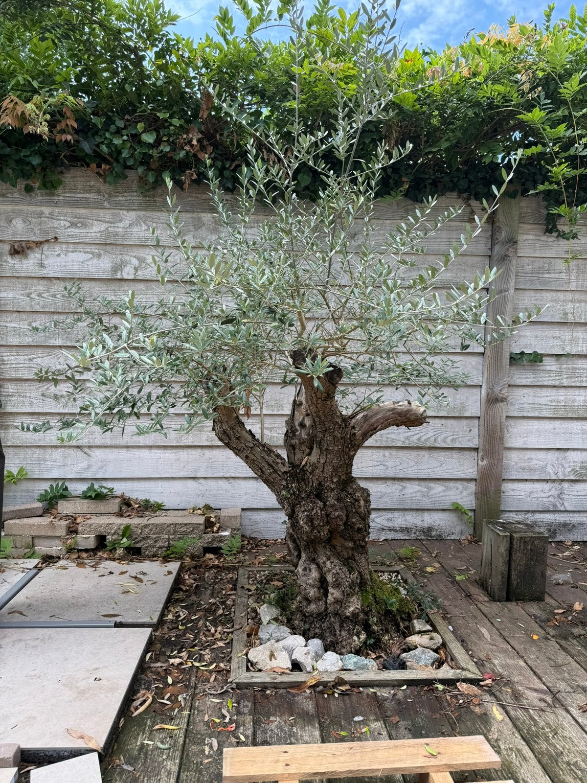Prachtige olijfboom met dikke stam, Tuin en Terras, Planten | Bomen, Ophalen, Volle zon, Olijfboom, 100 tot 250 cm