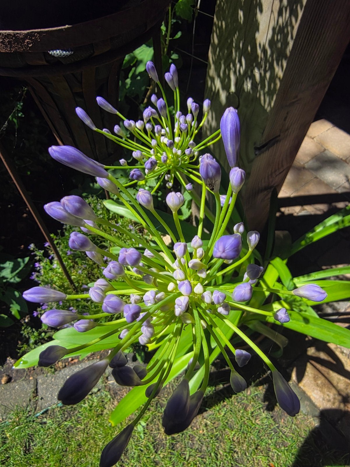 Agapanthus (Afrikaanse lelie) hoge bloemstelen + bloei, Ophalen, Overige soorten, Volle zon