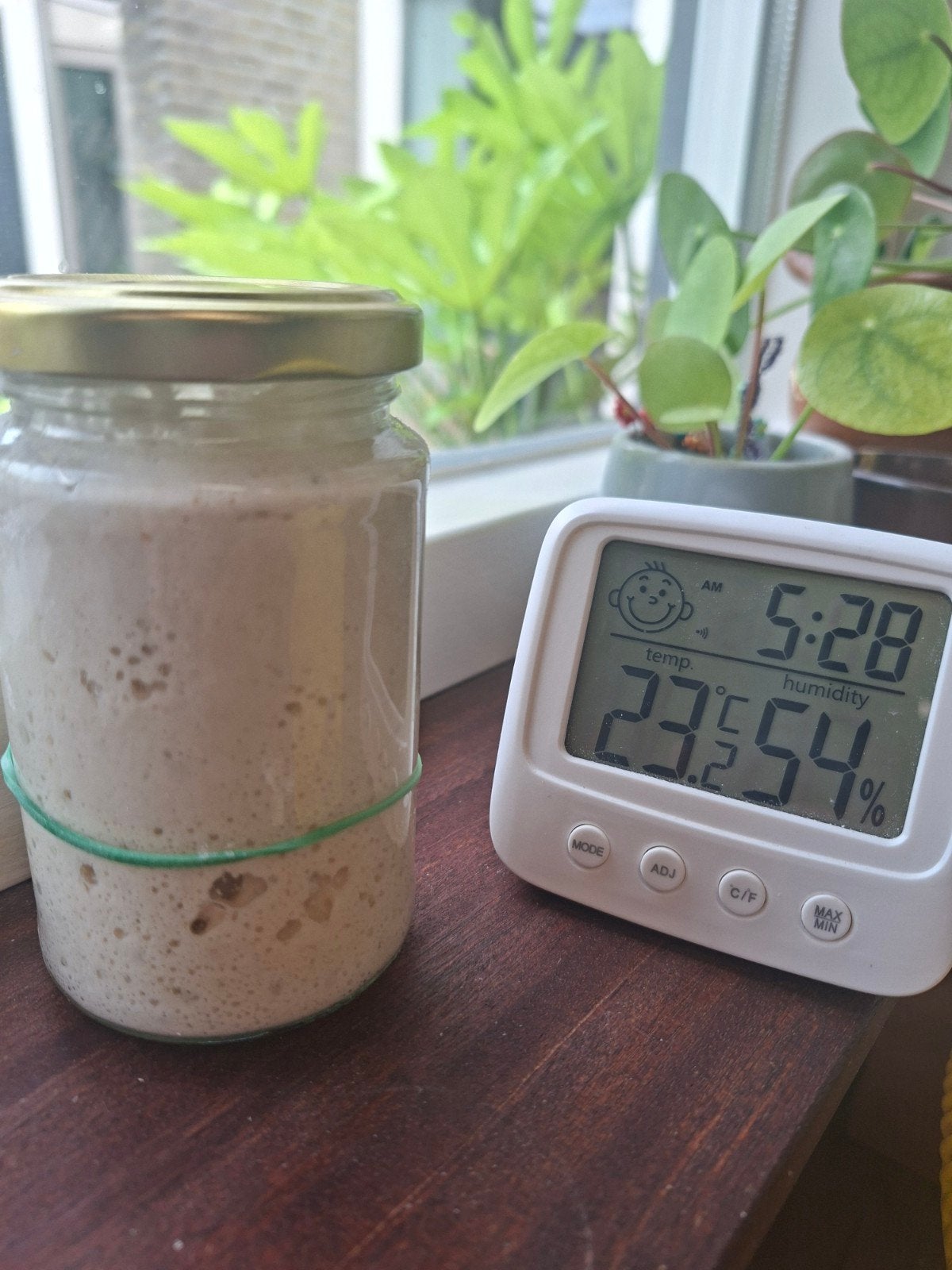 Gedroogde bio Spelt zuurdesemstarter - Met handleiding., Diversen, Levensmiddelen, Ophalen of Verzenden
