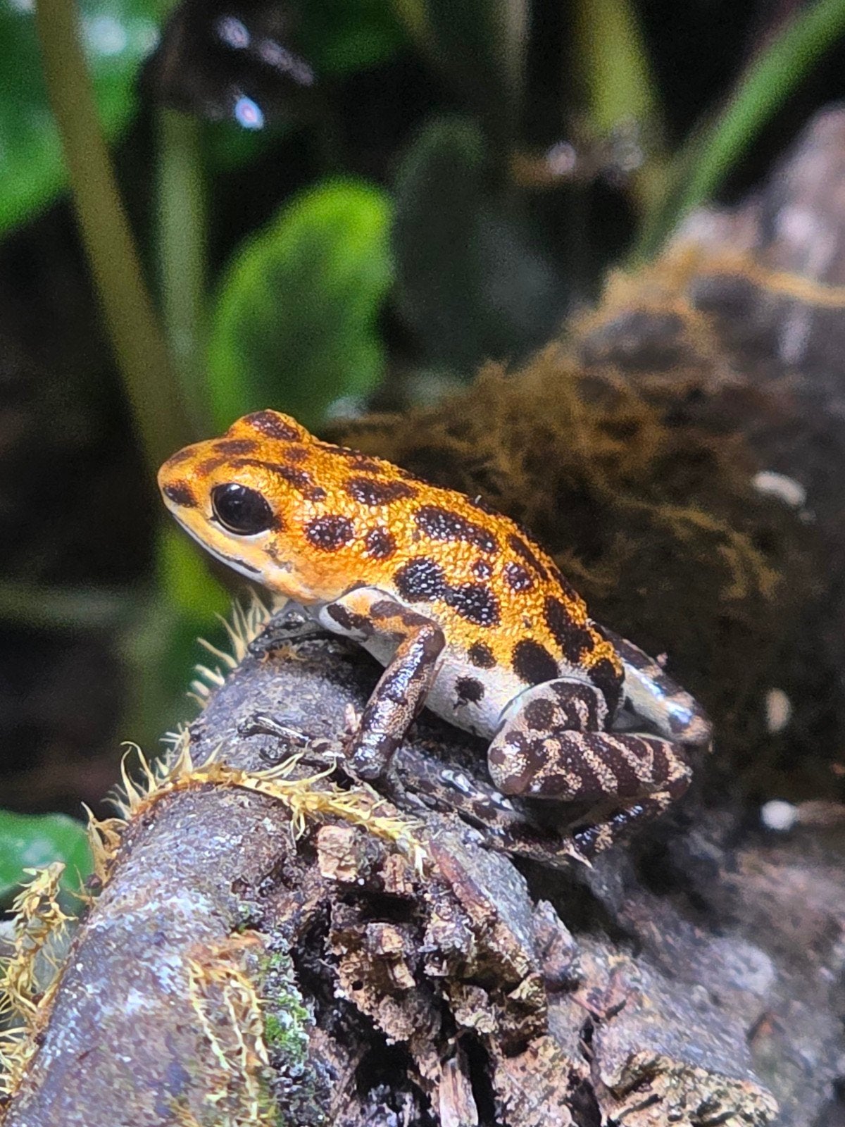 Oophaga pumilio bastimentos, Ophalen, Overige typen