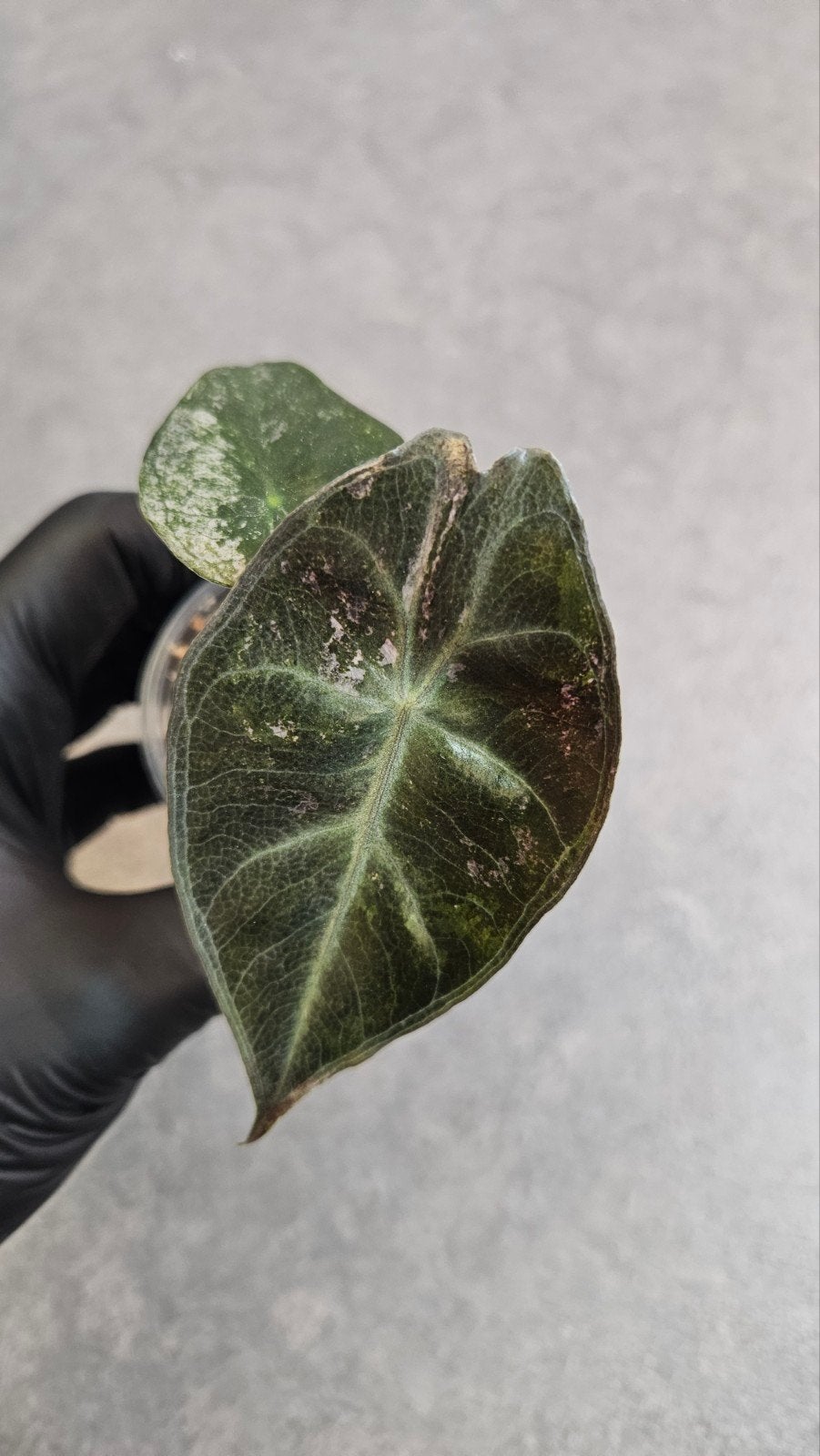 Alocasia Pink Dragon Pink/Stardust Variegata, Ophalen of Verzenden, Halfschaduw, Minder dan 100 cm
