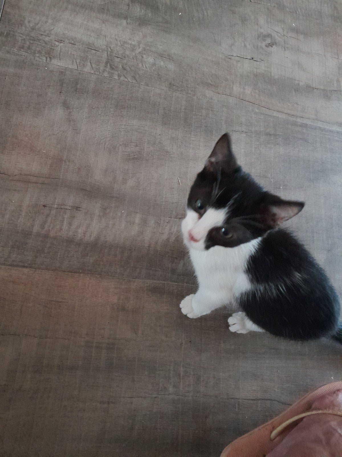 te koop, Dieren en Toebehoren, Katten en Kittens | Overige Katten, Poes