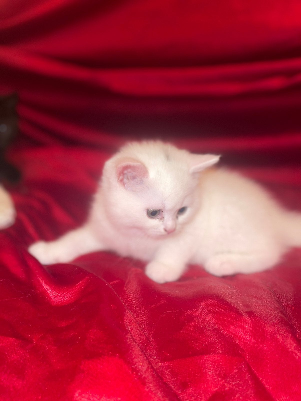 Britse Korthaar kittens te koop., Meerdere dieren, Ontwormd