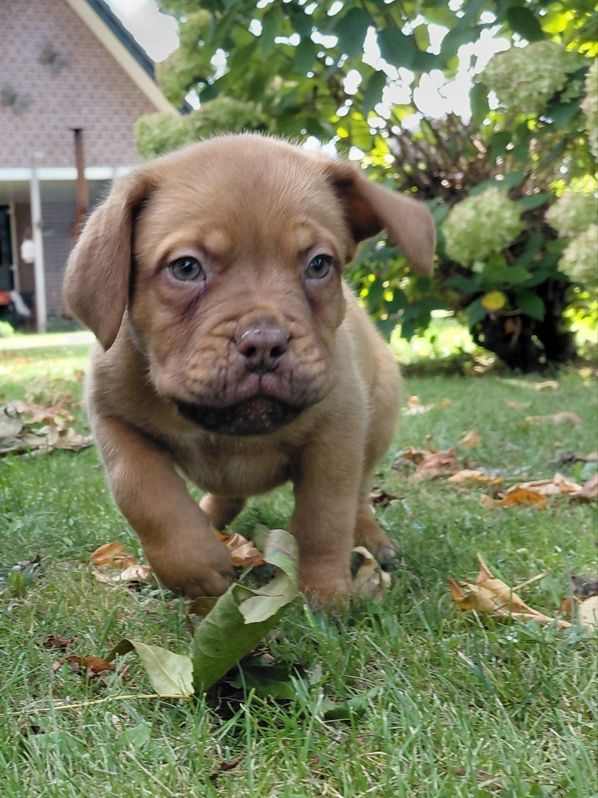 Prachtige Bordeaux dog pups reutjes, Reu, 8 tot 15 weken, Meerdere, Nederland